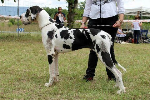 le dogue en expo